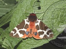 Медведица Кая 001